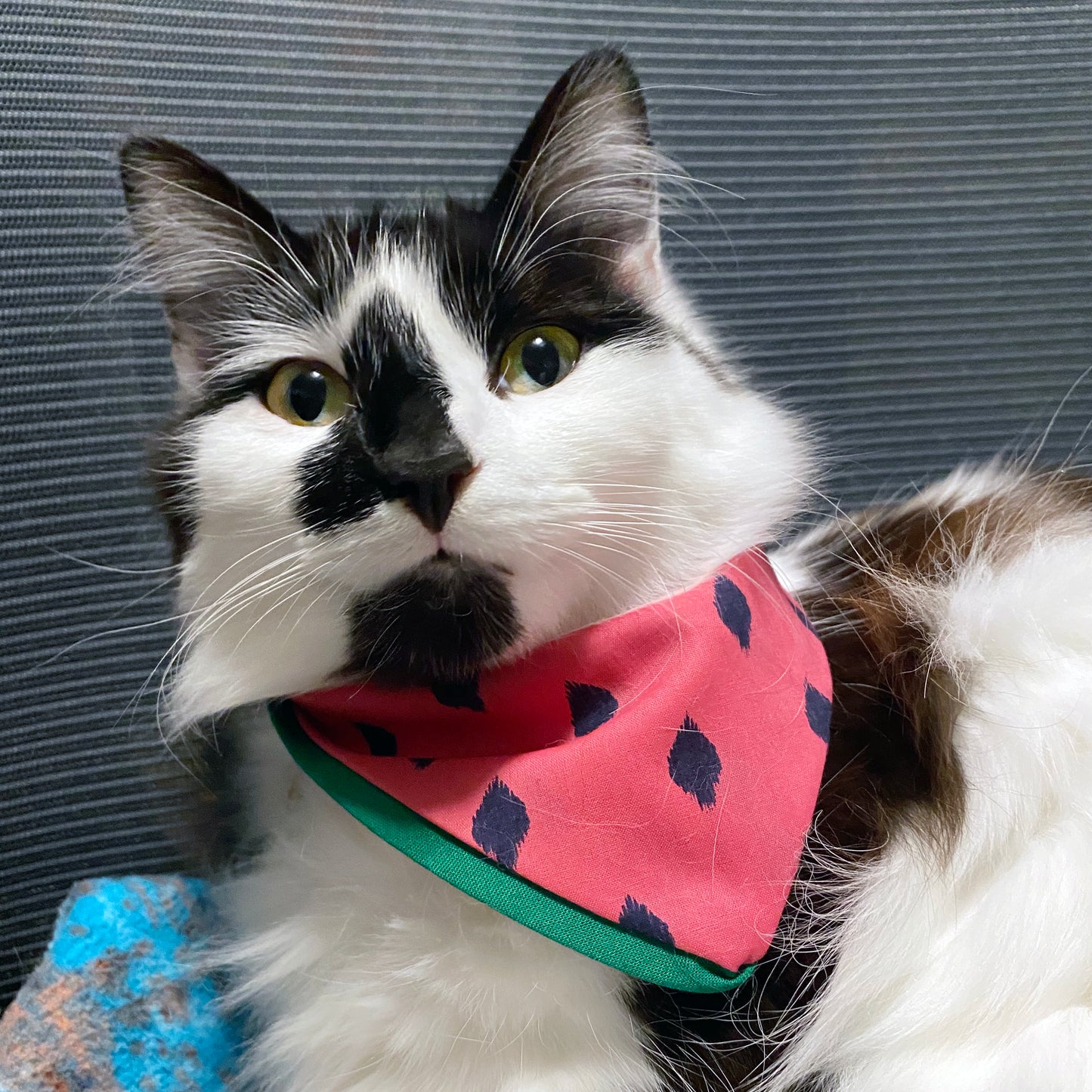 Watermelon Cat Bandana- Support a Family in Gaza!